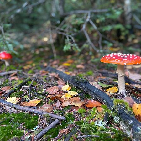 Morvan La Pastourelle Quarré-les-Tombes 外观 照片