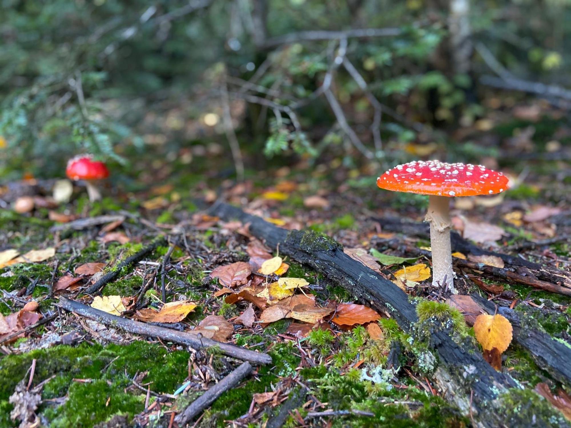 Morvan La Pastourelle Quarré-les-Tombes 外观 照片
